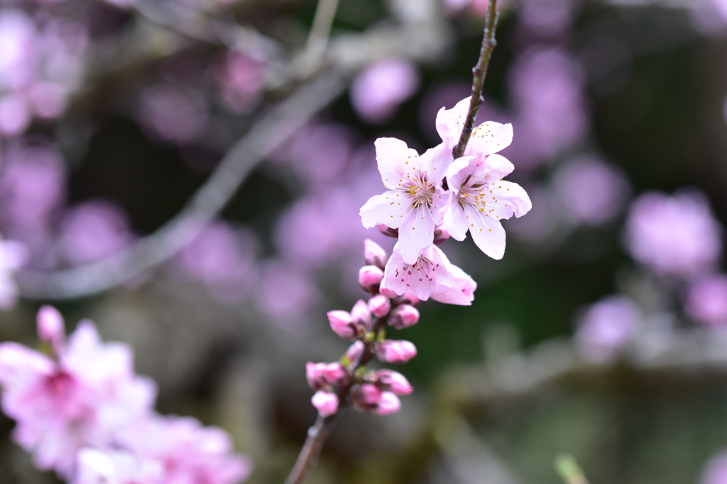 桃の花