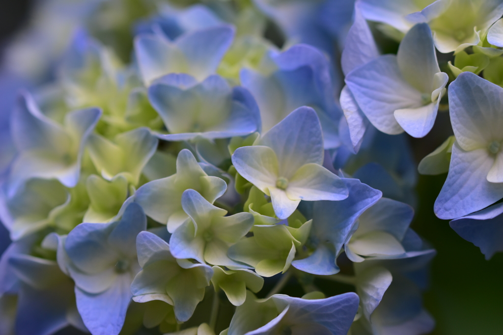紫陽花