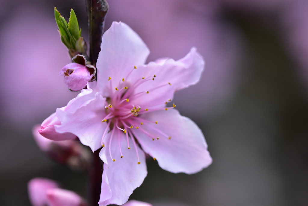 桃の花