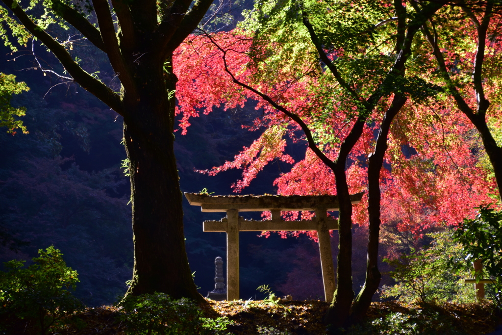 延命寺　蓮池横の鳥居