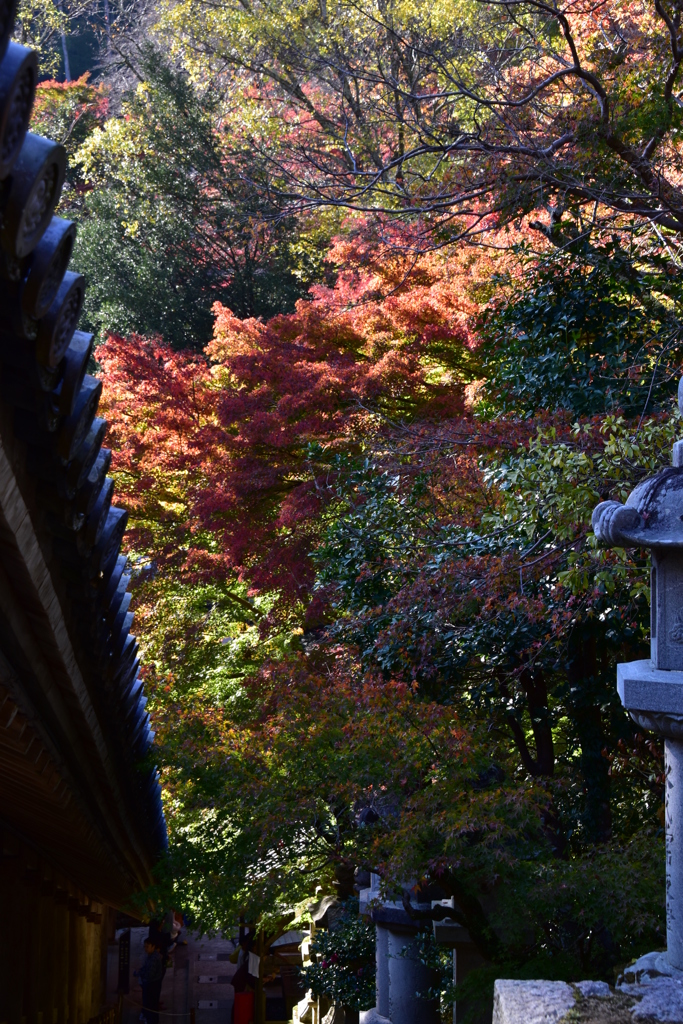 長谷寺　紅葉2