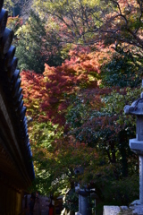 長谷寺　紅葉2