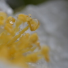 白椿の蕊と雨