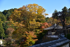 長谷寺　大銀杏