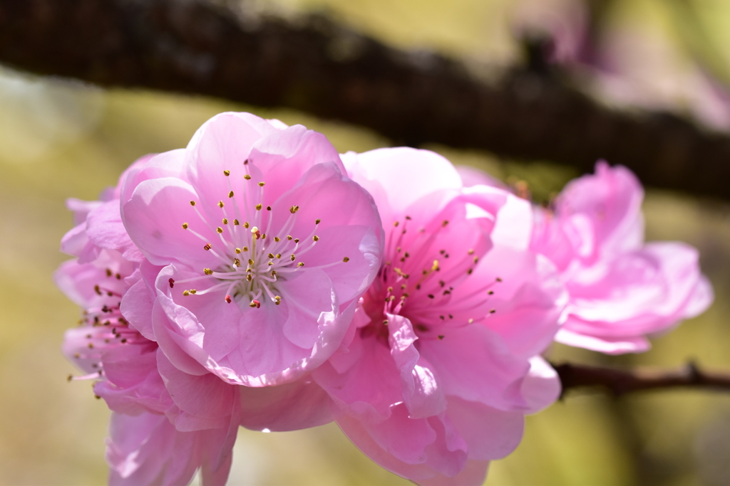 桃の花