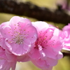 桃の花