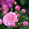 春薔薇