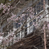 廃校の桜