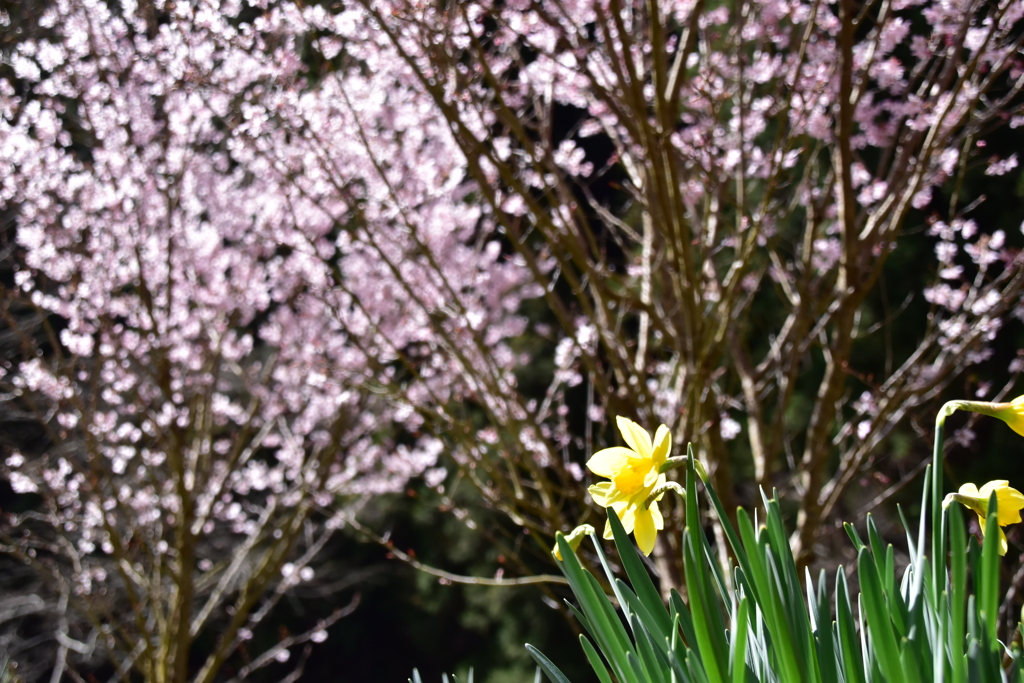 水仙と桜