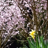 水仙と桜