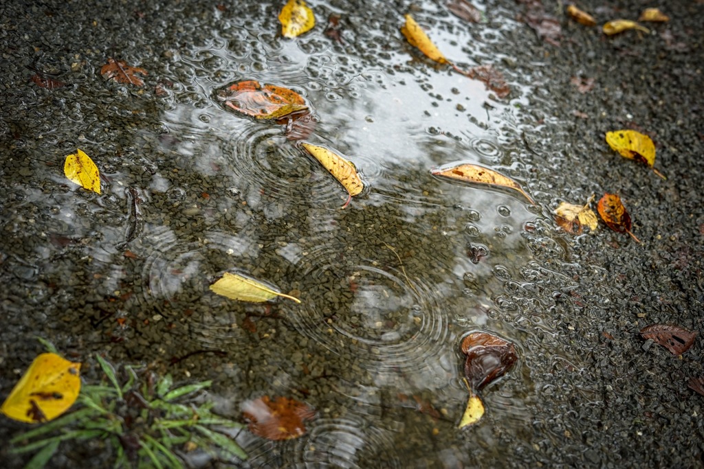 秋雨前線