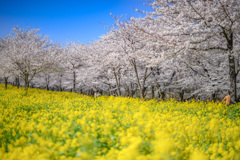 桜と菜の花の共演