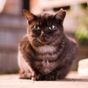 温泉街の猫