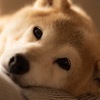 お昼寝の時間
