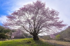 令和初花見 天王桜