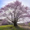 令和初花見 天王桜