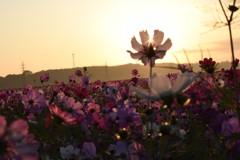 67190C56-A7AE-4A29-9002-74EB7D37B055