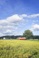 小湊鉄道と稲穂