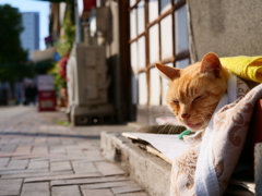 店番ねこ