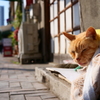 店番ねこ