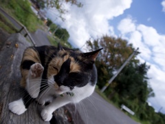 悠然とねこ