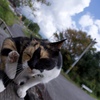 悠然とねこ