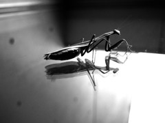 カマキリ母さんの覚悟