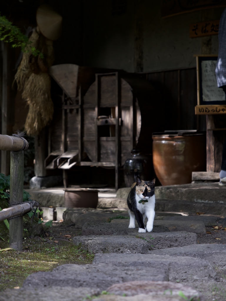 古民家そば屋の看板猫