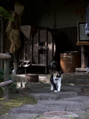 古民家そば屋の看板猫