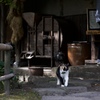 古民家そば屋の看板猫