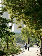 木漏れ日の遊歩道