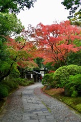 紅葉