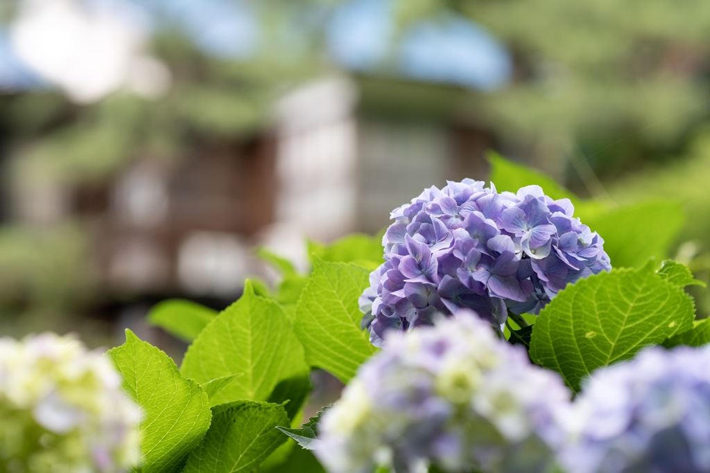 紫陽花
