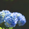 少しだけ時期が早かったけど、綺麗に咲いてる！