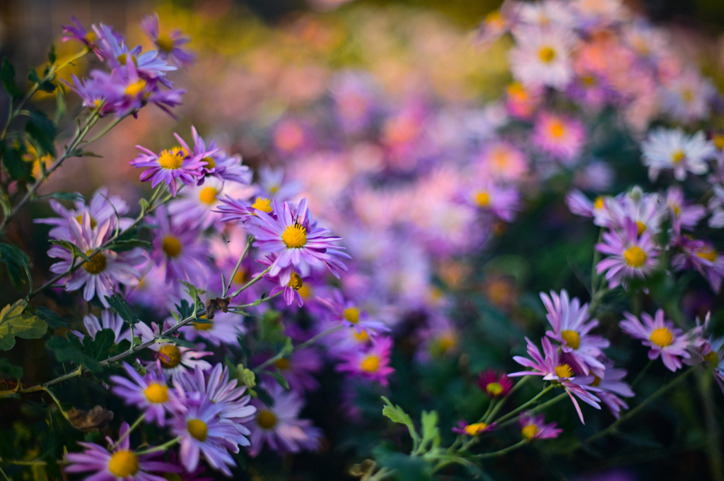 晩秋の花