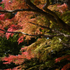 里山紅葉