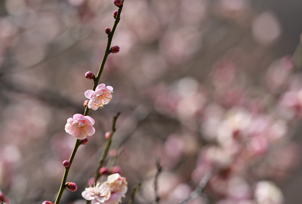 梅里の香り