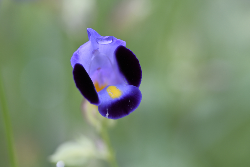 晩夏の花