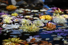 水上の花