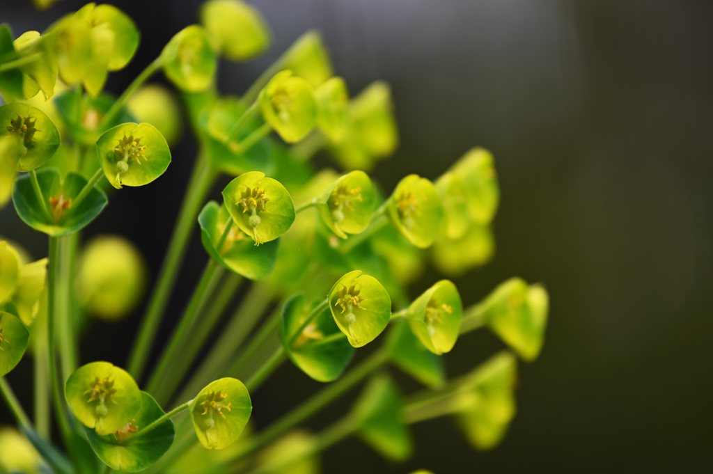 名知らずの花