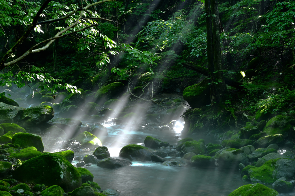 湧水の森