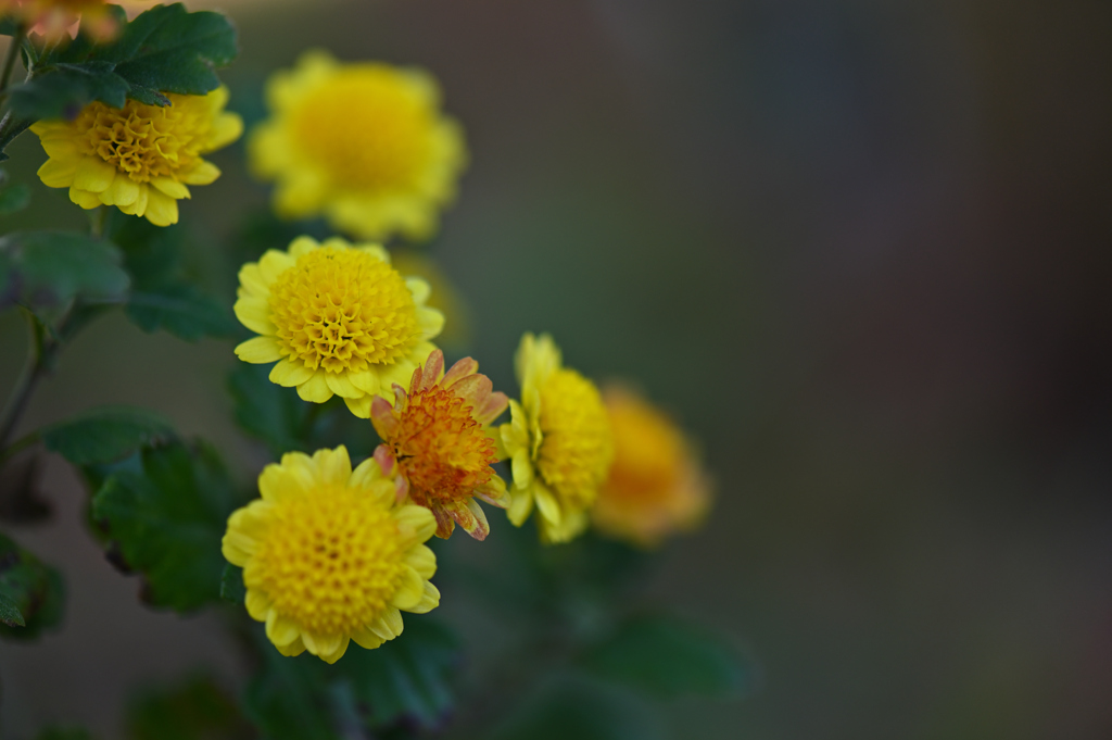 野に咲く花