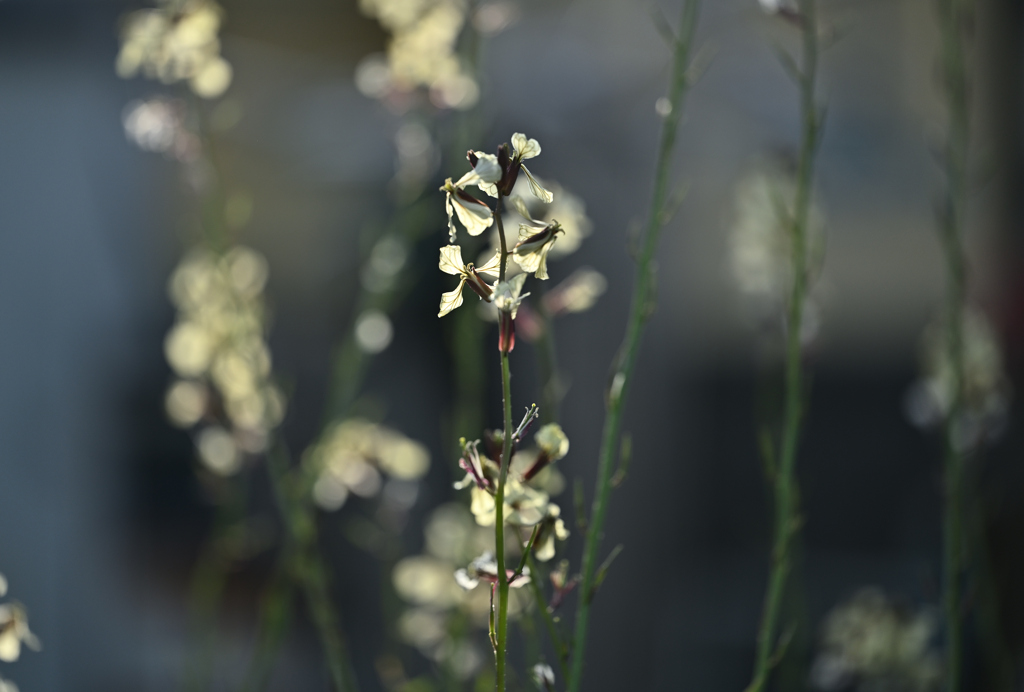 金色の花