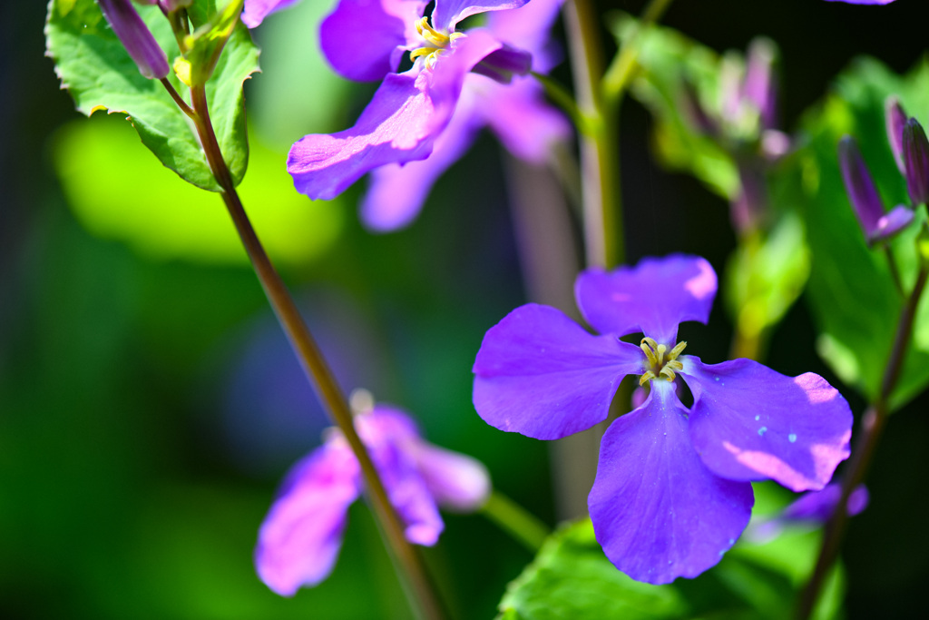 野の花紫