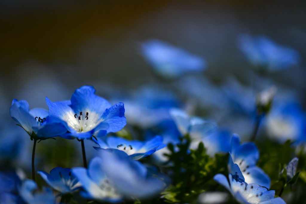 瑠璃色の花 By はぐれカラス Id 写真共有サイト Photohito