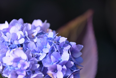 十二月の紫陽花