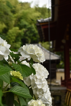 矢田寺の紫陽花