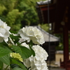 矢田寺の紫陽花