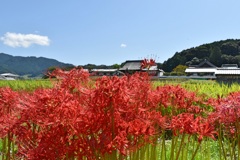 彼岸花と橘寺