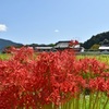 彼岸花と橘寺
